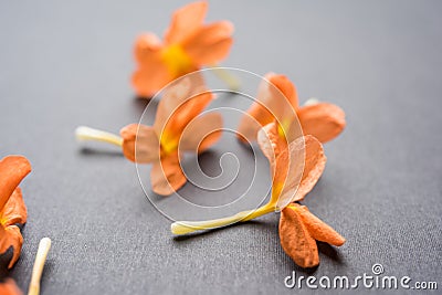 Stock photo of crossandra flowers also known as Aboli flowers in India Stock Photo