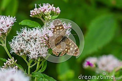 Closeup of a vibrant Speckled wood in a lush green with a blurry background Stock Photo