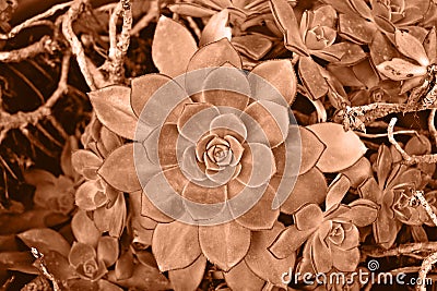 Closeup view of Aeonium haworthii Pinwheel rosette succulent plant in pot tinted in Peach fuzz color 2024. Editorial Stock Photo