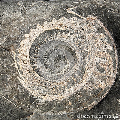 Closeup view of an ammonite fossil at Lyme Regis Stock Photo