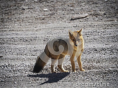 Closeup view of Andean fox culpeo lycalopex culpaeus wildlife animal in Bolivia Chile Atacama desert Andes mountains Stock Photo