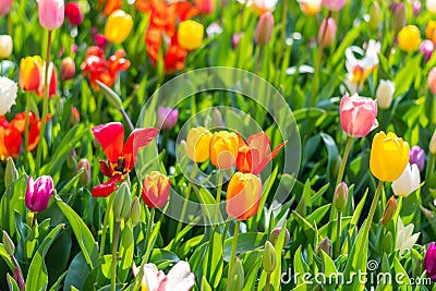 Closeup view of beautiful tulip field in bloom. Tulip flower of multiple colors - pink, yellow, violet, red, orange. Tulips are Stock Photo
