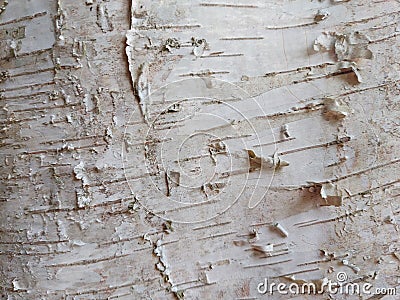 Birch tree bark closeup Stock Photo