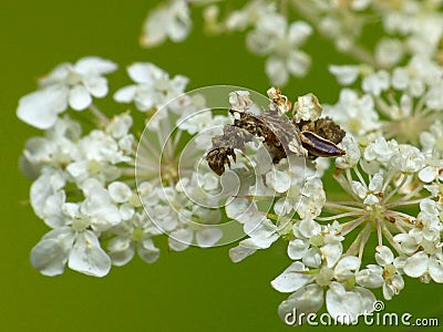 Camouflaged Inchworm On Queen Anne`s Lace Stock Photo