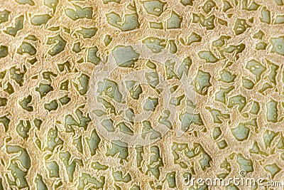 Closeup view of Cantaloupe skin Stock Photo