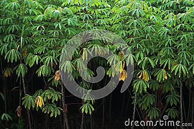 Closeup view cassava plant in fields Stock Photo