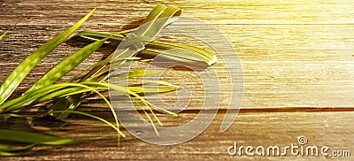 Palm Sunday concept Stock Photo