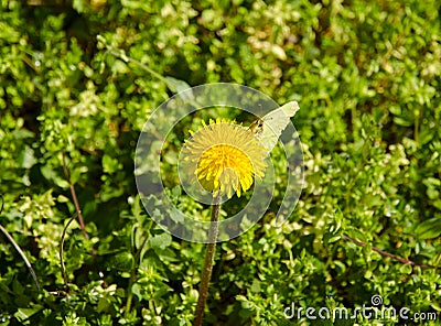 Closeup view of a dandelion in the middle of grass with a butterfly sitting Stock Photo