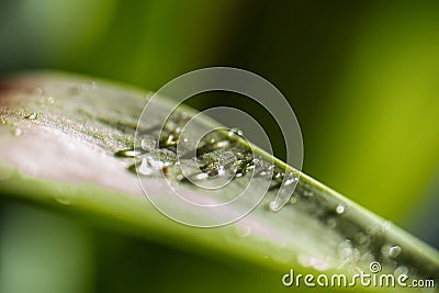 Closeup view of drops of dew in morning on green leaf with sun light Stock Photo