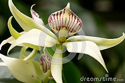 Prosthechea cochleata Stock Photo