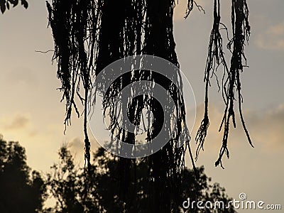 Closeup view of exotic tree long bare branches silhouette in brown with selective focus with sunset sky in the background Stock Photo