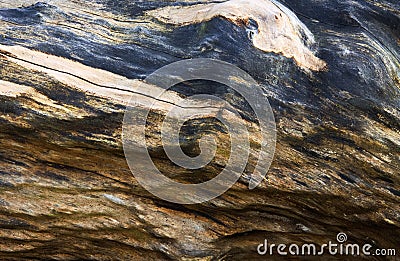 Amazing Texture And Pattern On Fallen Tree Stock Photo