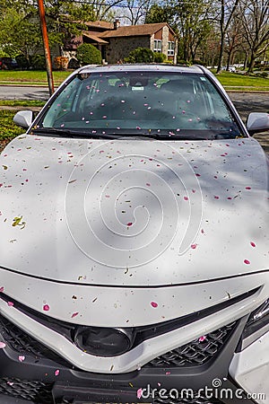 Closeup view of the front hood of a parked white car that is covered with pink flower pedals and other debris. Stock Photo