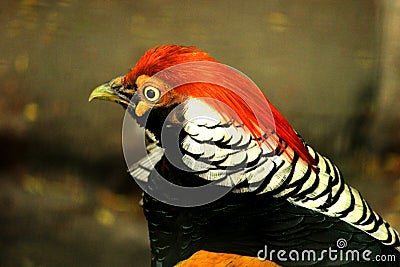 Closeup view of Golden Pheasant Stock Photo