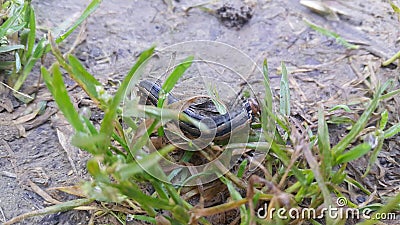 Closeup view of a grey black hornworm eating green leaves in a farmland Stock Photo