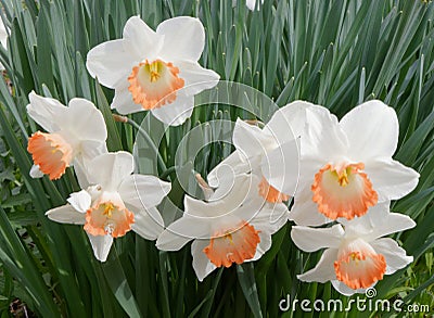 closeup view of group of seven Daffodils in Spring bloom Stock Photo