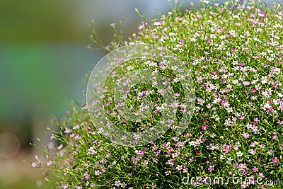 Closeup view of gypsophila Stock Photo