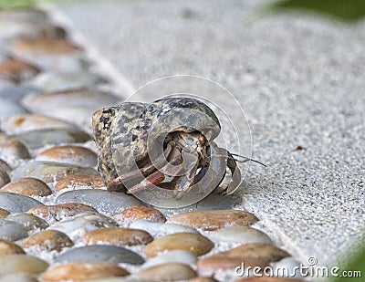 Closeup view of a hermit crab Stock Photo