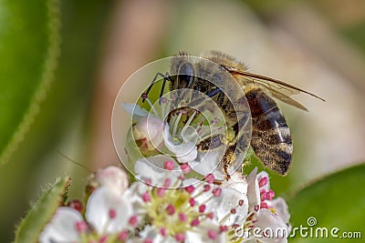 Honeybee and white flowers Macro Stock Photo