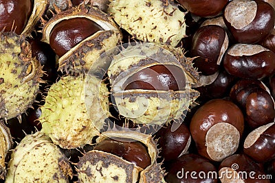 Closeup view of closeup of horse-chestnut or European horsechestnut or buckeye, known for its toxicity Stock Photo