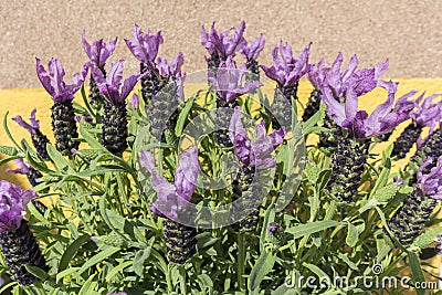 Closeup view lavender flowers Stock Photo