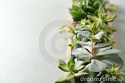 Closeup view of many echeverias in wooden tray on light grey background, space for text. Succulent plants Stock Photo