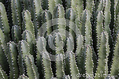 Close up of Moroccan Mound Resin Spurge plant. Native of Morocco. Smooth green skin; thorny needles on edges. Stock Photo