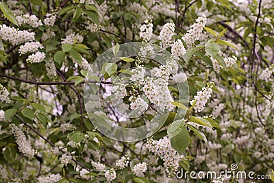 Closeup view of newly blooming Canada red cherry tree blossoms Stock Photo