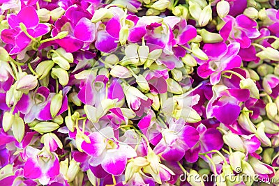 Closeup view of orchids can be used as flower background Stock Photo