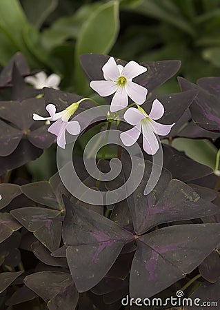 Closeup view of Oxalis Triangularis, purple shamrock Stock Photo