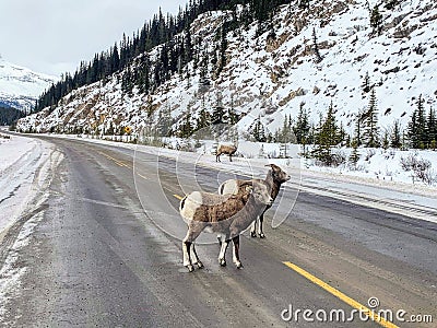 A closeup view of a pair of bighorn sheep, also known as Ovis canadensis, walking along the highway on a winter day in Jasper Stock Photo