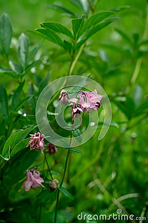 Closeup view of pink bluebell flowers Stock Photo