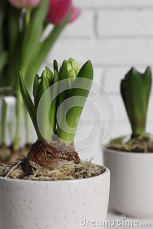 Closeup view of potted hyacinth flowers indoors Stock Photo