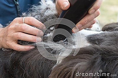 Closeup view of the professional grooming of felted hair coat Stock Photo