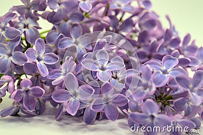 Closeup view of purple lilac flowers Stock Photo