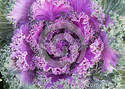 Closeup view Purple ornamental Kale in Dallas, Texas Stock Photo