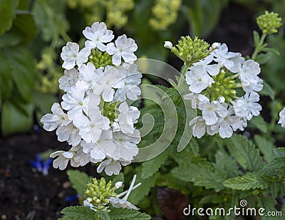 Closeup view of rain moistened Mock verain, Glandularia, in Vail Village, Colorado. Stock Photo