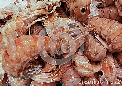 Closeup view of rare fresh raw Squilla Mantis Shrimp on sale on local seafood market - Squilla Empusa Stock Photo