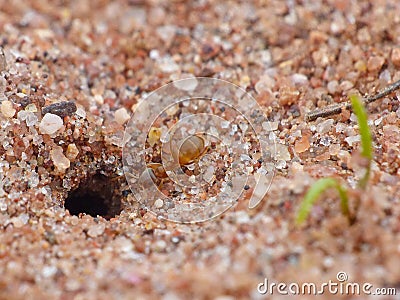 Red Ant Entering Its Burrow Stock Photo