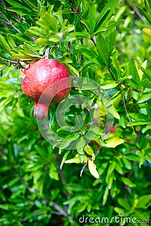 Delicious Pomegranate Fruit Closeup Stock Photo