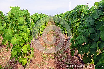 A closeup view of the rows of green grk grapes grown at one of many wine vineyards on Kurcula island in Croatia. Stock Photo