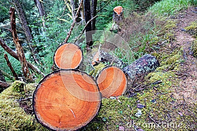 Closeup view of sawed cedar tree trunks with a clear view of the tree rings, clearing a hiking trail path in the forest Stock Photo