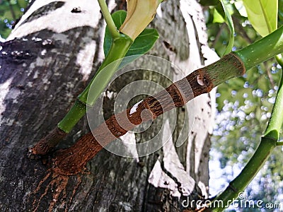 Closeup view of small branches of jack tree Stock Photo