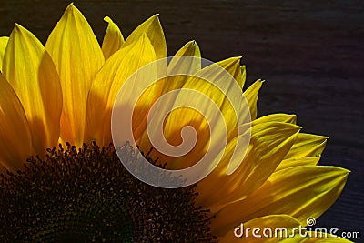 Closeup view sunflower, black background, horizontal Stock Photo