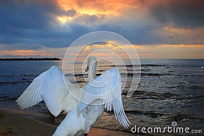 Closeup view of a swan flapping wings dramatic sunrise sky Stock Photo