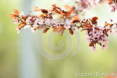 Closeup view of tree branches with tiny flowers outdoors. Amazing spring blossom Stock Photo