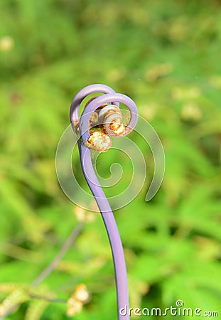 Closeup view of the uluhe fern Dicranopteris linearis in the Big Island of Hawaii Stock Photo