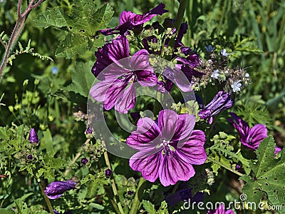 Closeup view of wild malva flowers (Malvaceae) on meadow with violet patterned flower heads and green leaves. Stock Photo