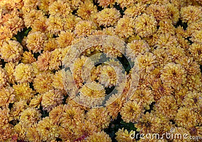 Closeup view yellow and burgandy tuberous begonias, Dallas, Texas Stock Photo