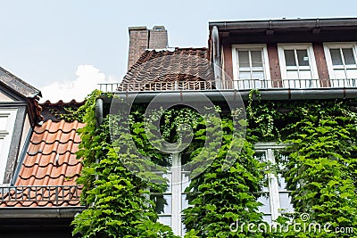 Closeup of vine overgrown historic woodframe buildings in downtown Hannover Stock Photo